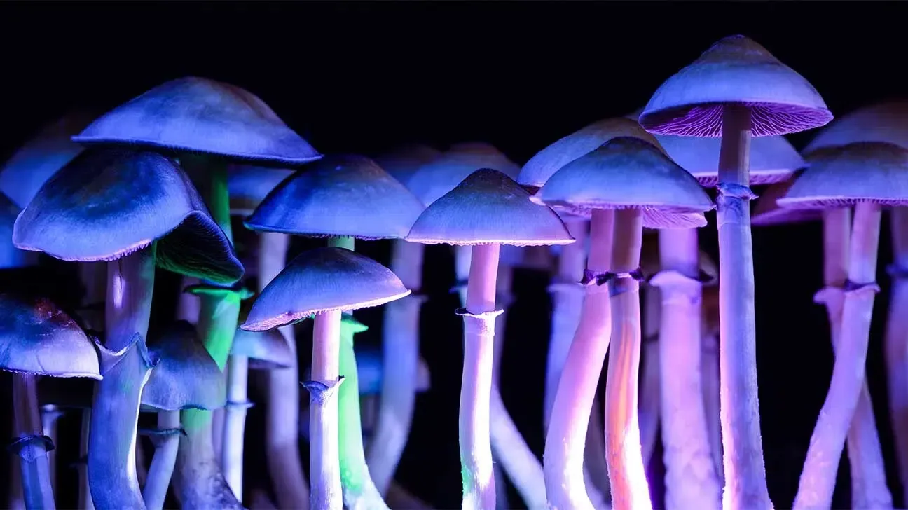Mushrooms illuminated against a dark background